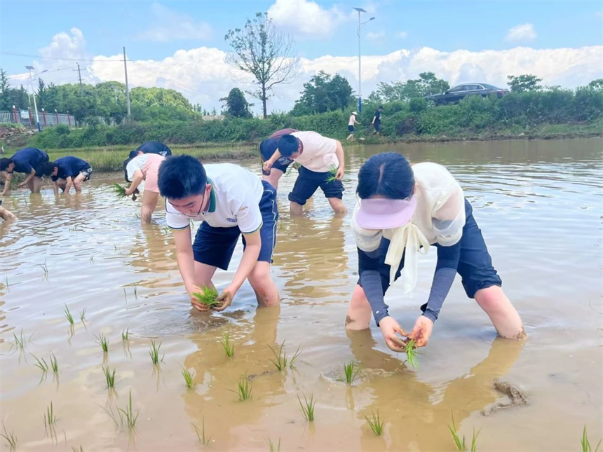 同學們在田間勞動
