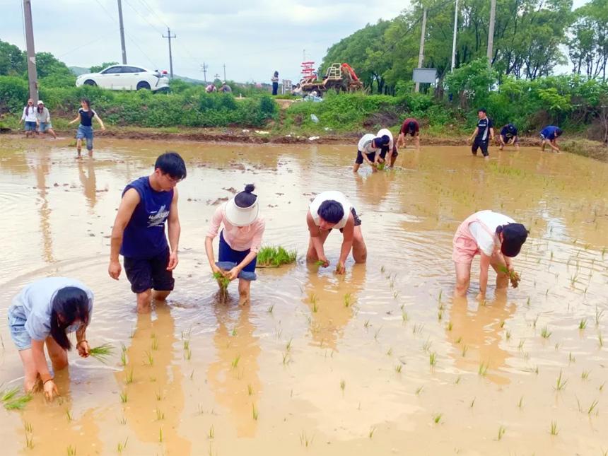 同学们在田间劳动
