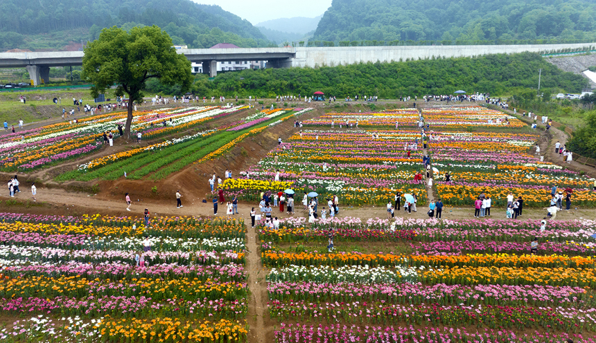 百合花鮮艷綻放，匯聚成一片多彩的花海。鄧龍華攝
