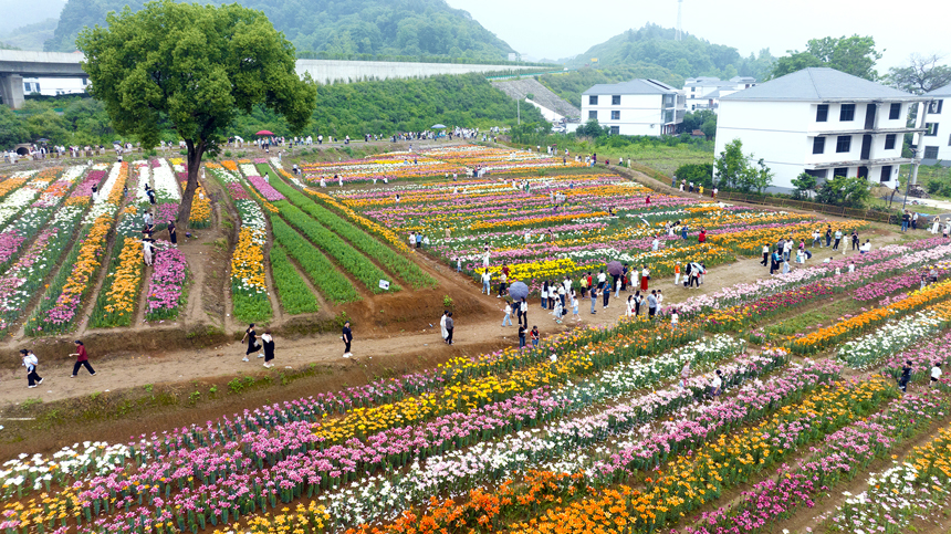 百合花鮮艷綻放，匯聚成一片多彩的花海。鄧龍華攝