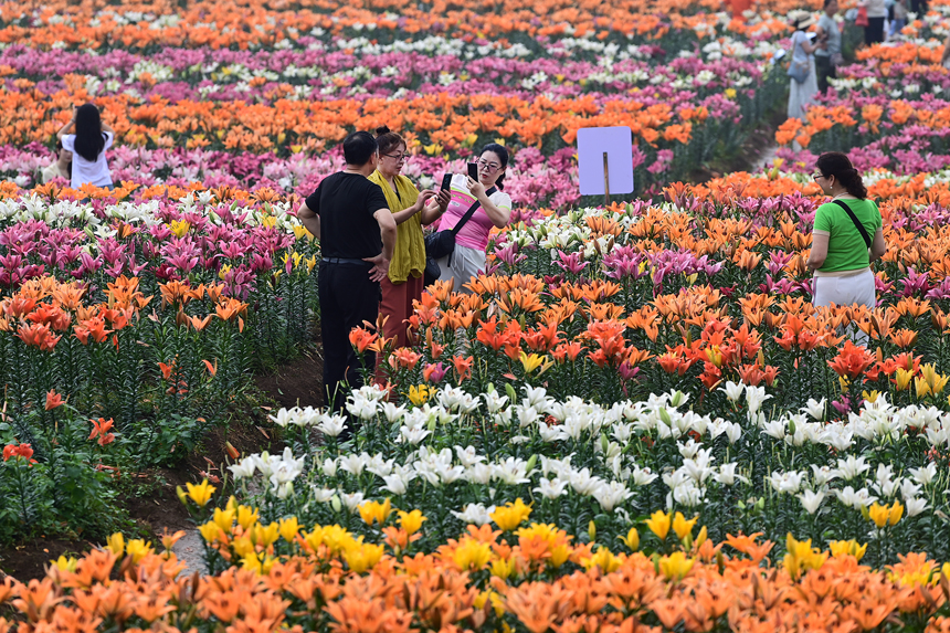 百合花鮮艷綻放，匯聚成一片多彩的花海。鄧龍華攝