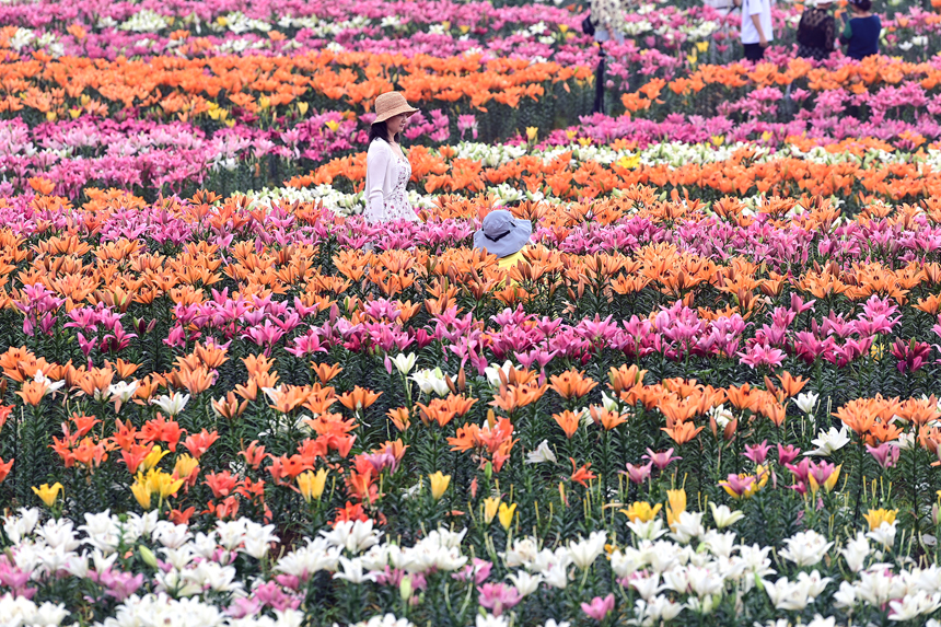 百合花鮮艷綻放，匯聚成一片多彩的花海。鄧龍華攝