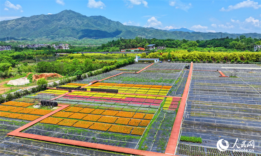 赣州市大余县青龙镇元龙村花卉苗木基地内，五颜六色的花卉苗木美不胜收。人民网 朱海鹏摄
