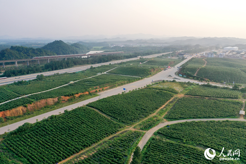 江西省撫州市東鄉區珀玕鄉東騰藍莓產業園1號基地郁郁蔥蔥，曾經的荒山成為人們體驗採摘樂趣的樂園。人民網記者 時雨攝