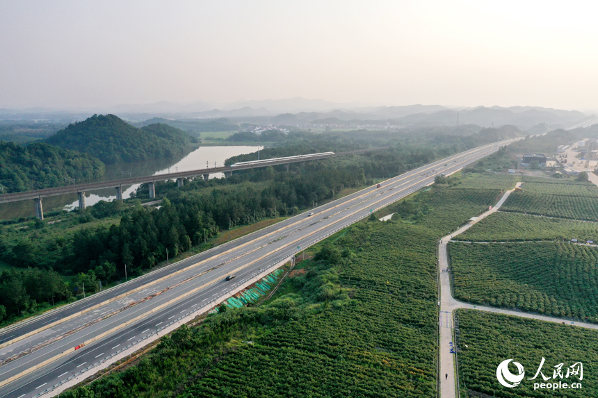 江西省撫州市東鄉區珀玕鄉東騰藍莓產業園1號基地郁郁蔥蔥，曾經的荒山成為人們體驗採摘樂趣的樂園。人民網記者 時雨攝
