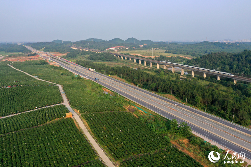 江西省撫州市東鄉區珀玕鄉東騰藍莓產業園1號基地郁郁蔥蔥，曾經的荒山成為人們體驗採摘樂趣的樂園。人民網記者 時雨攝