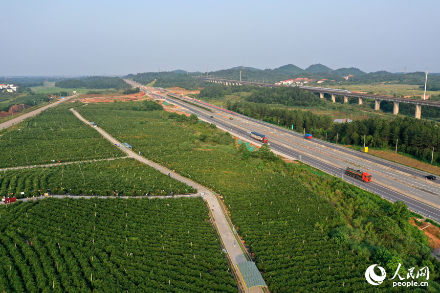 江西省撫州市東鄉區珀玕鄉東騰藍莓產業園1號基地郁郁蔥蔥，曾經的荒山成為人們體驗採摘樂趣的樂園。人民網記者 時雨攝