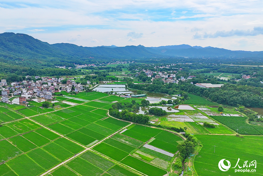 贛州市南康區龍回鎮龍東村，車輛在大廣高速公路上往來馳騁，沿線鄉村田園夏日美景怡人。人民網 朱海鵬攝
