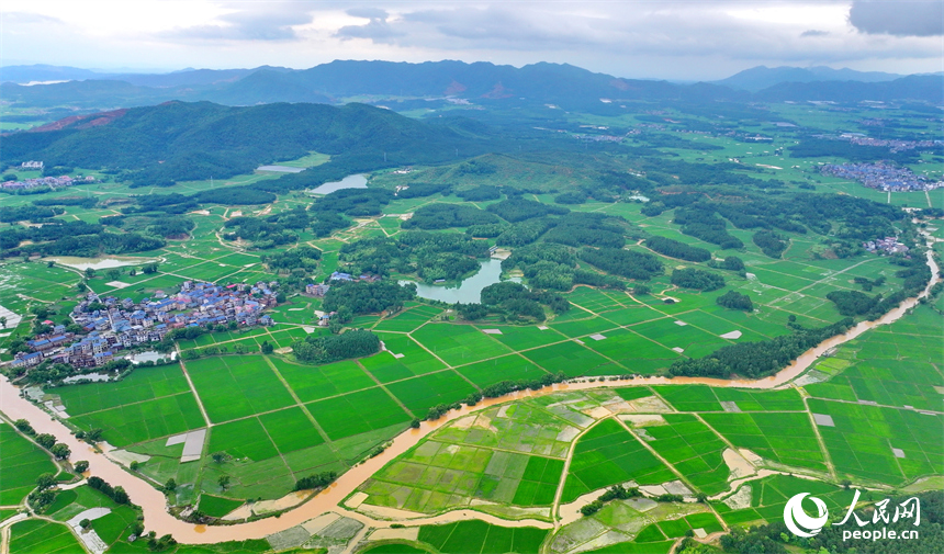 吉安市吉水县醪桥镇一带，高标准农田里的早稻郁郁葱葱，与青山、河流、树林、民房相映成景。人民网 朱海鹏摄
