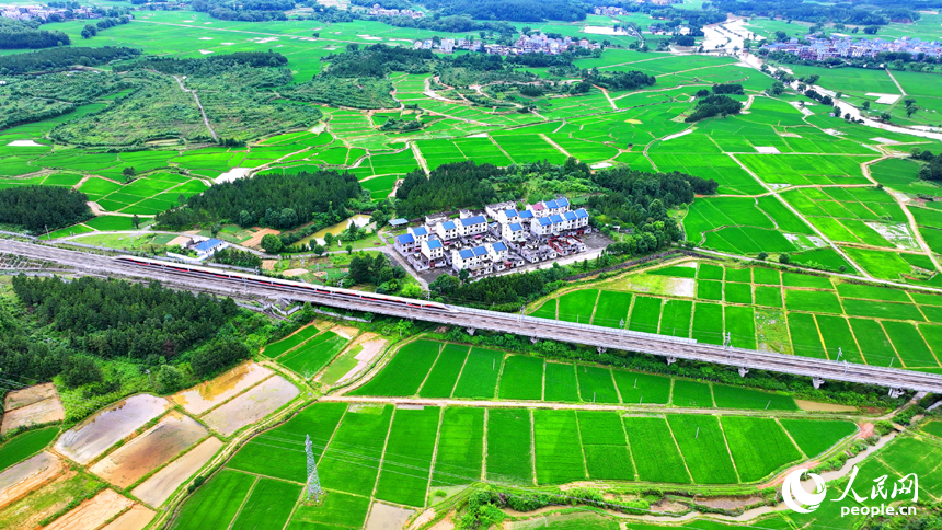 吉安市吉水縣醪橋鎮日崗村，昌贛高鐵列車穿行而過。人民網 朱海鵬攝