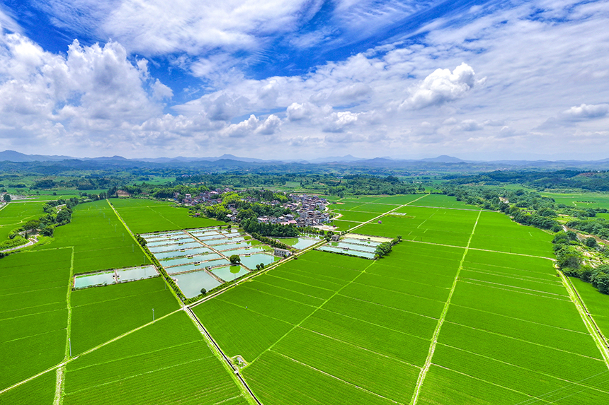 “江西南丰：夏日田园景如画”/