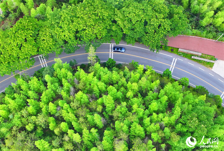 贛州市上猶縣陡水鎮，車輛在農村公路上行駛，沿線水清景美綠意濃。人民網 朱海鵬攝