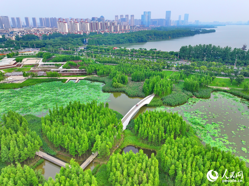 南昌市鱼尾洲湿地公园，葱茏的树木与水系、荷叶、游步道相映成趣。人民网 朱海鹏摄