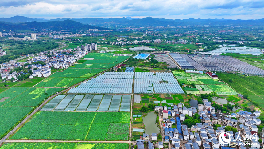 瑞金市葉坪鎮，整齊排列的蔬菜大棚與郁郁蔥蔥的田園相映成景。人民網 朱海鵬攝