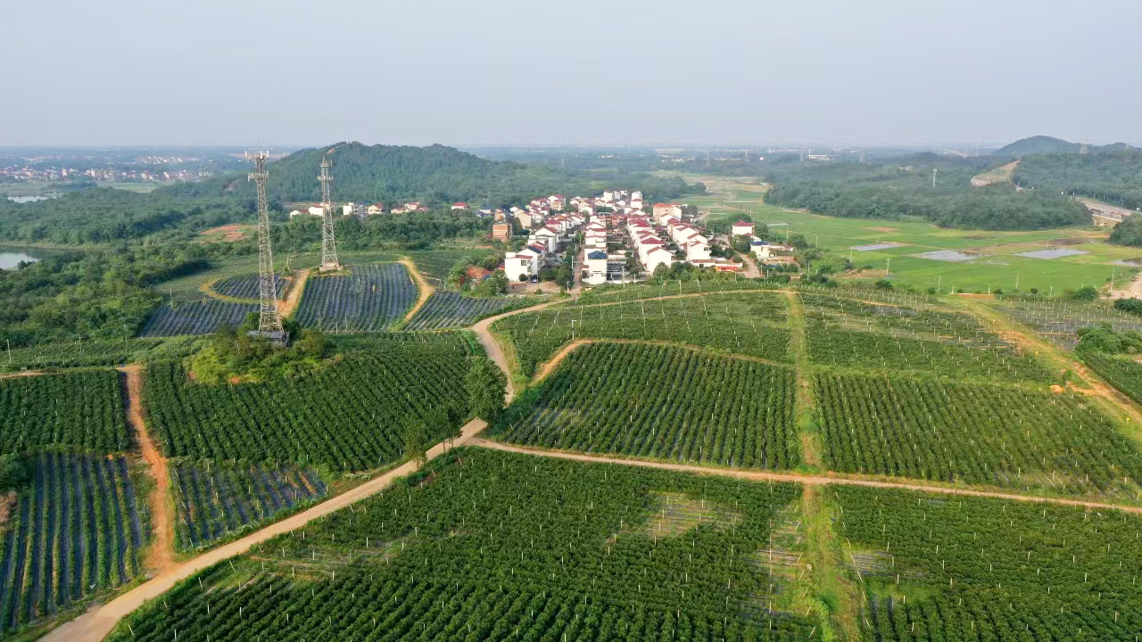 蓝莓产业园1号基地郁郁葱葱，曾经的荒山成为人们体验采摘乐趣的乐园。