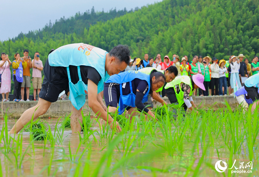 崇义县上堡乡上堡梯田，村民在参与乡村趣味运动会梯田插秧比赛。人民网 朱海鹏摄