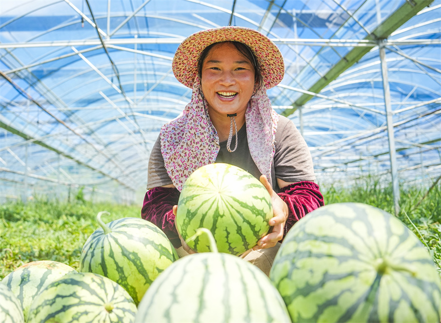瓜农正在采收西瓜。谢东摄