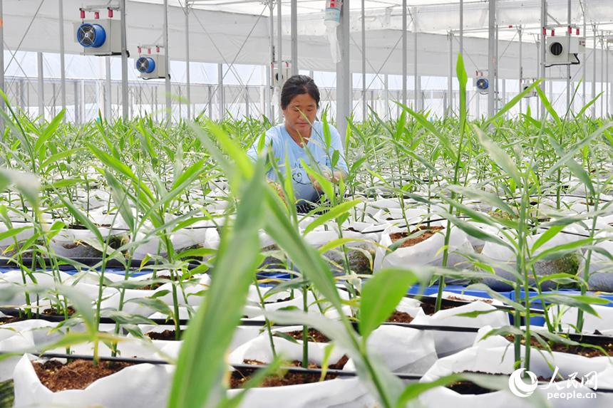 村民正在基地內對生長期的生姜進行管護。人民網記者 時雨攝