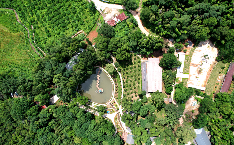 航拍鏡頭下的九峰山森林公園。鄺小文攝