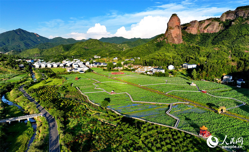 赣州市石城县琴江镇大畲村，错落分布的农房与莲田、山峦、旅游公路相映成景，构成一幅绿意盎然、和美宜居的山乡画卷。人民网 朱海鹏摄