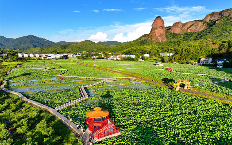 江西石城：产业助振兴 莲乡展新颜