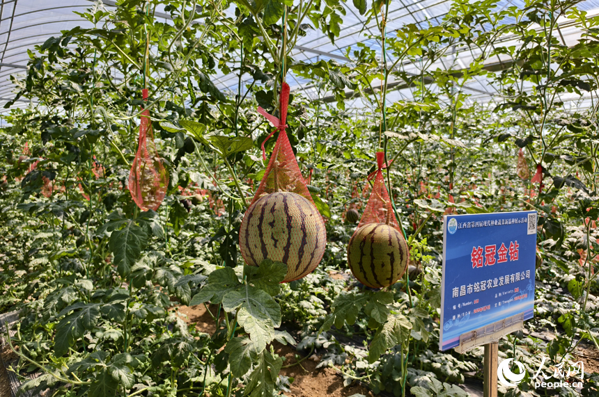 江西各地的農業種業公司在大家族種業大棚內培育的西瓜逐漸成熟。人民網記者 時雨攝