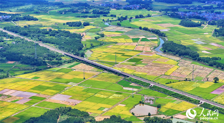 吉安市吉水縣醪橋鎮一帶，高標准農田裡種植的早稻由青轉黃，疾馳的列車與遠處鄉村房屋、青山綠樹相映成景。人民網 朱海鵬攝