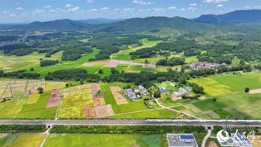 吉安市吉水縣醪橋鎮一帶，高標准農田裡種植的早稻由青轉黃，疾馳的列車與遠處鄉村房屋、青山綠樹相映成景。人民網 朱海鵬攝