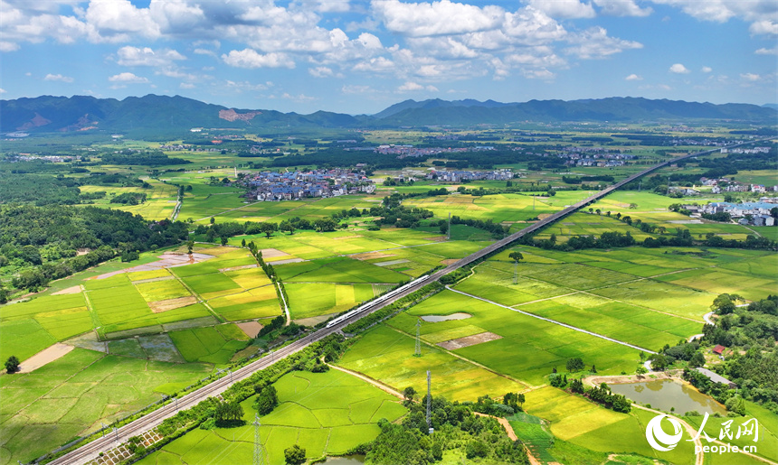 吉安市吉水縣醪橋鎮一帶，高標准農田裡種植的早稻由青轉黃，疾馳的列車與遠處鄉村房屋、青山綠樹相映成景。人民網 朱海鵬攝