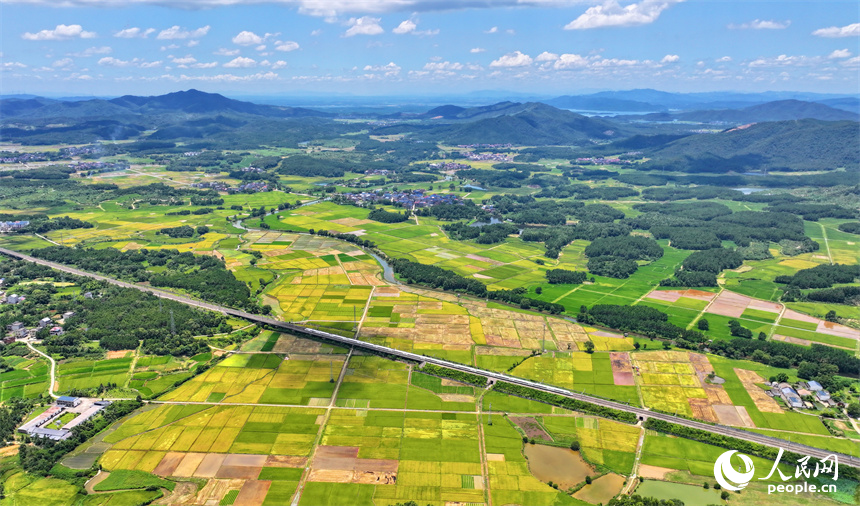吉安市吉水縣醪橋鎮一帶，高標准農田裡種植的早稻由青轉黃，疾馳的列車與遠處鄉村房屋、青山綠樹相映成景。人民網 朱海鵬攝
