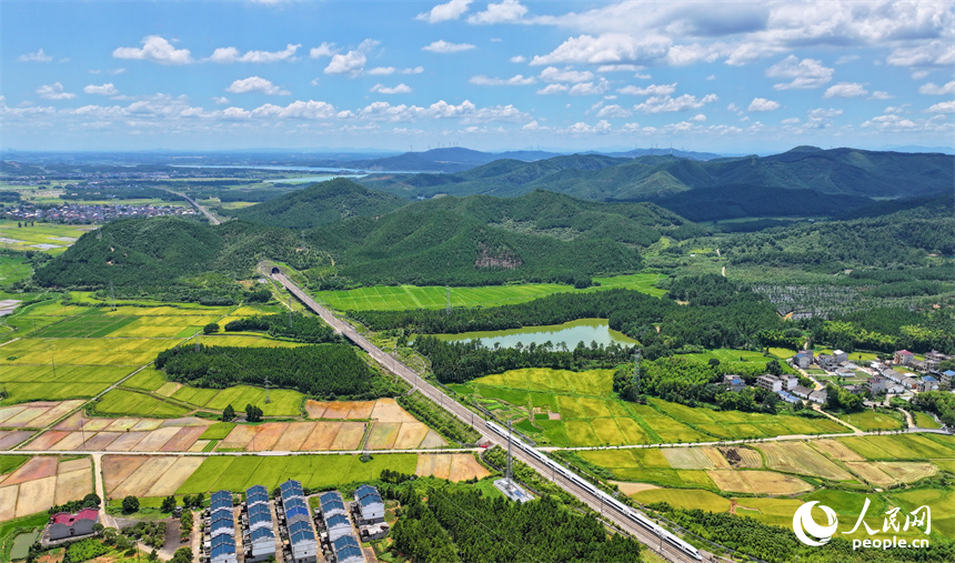 吉安市吉水縣醪橋鎮一帶，高標准農田裡種植的早稻由青轉黃，疾馳的列車與遠處鄉村房屋、青山綠樹相映成景。人民網 朱海鵬攝