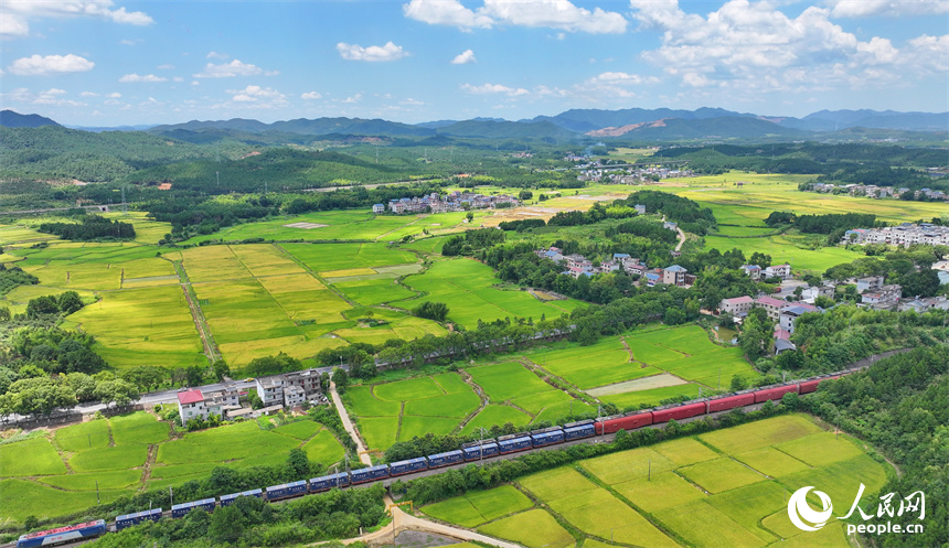 吉安市吉水县醪桥镇一带，高标准农田里种植的早稻由青转黄，疾驰的列车与远处乡村房屋、青山绿树相映成景。人民网 朱海鹏摄
