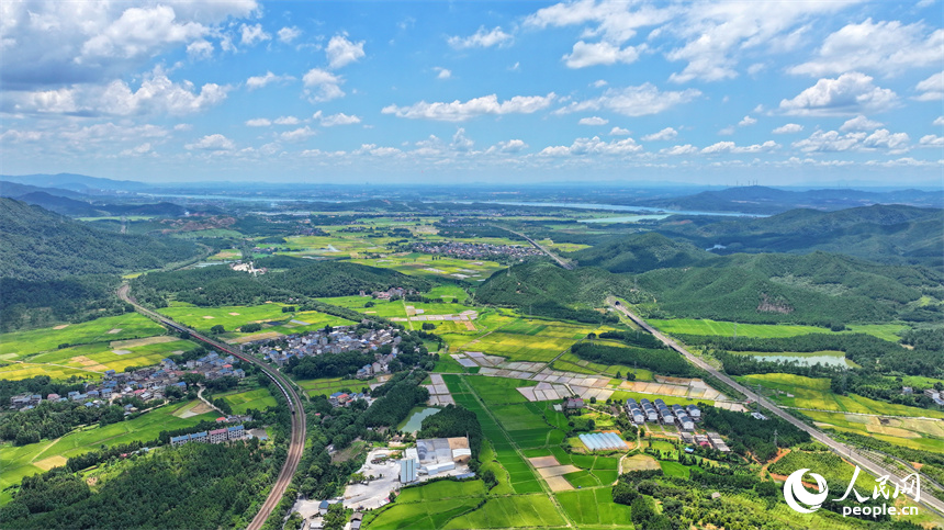 吉安市吉水縣醪橋鎮一帶，高標准農田裡種植的早稻由青轉黃，疾馳的列車與遠處鄉村房屋、青山綠樹相映成景。人民網 朱海鵬攝