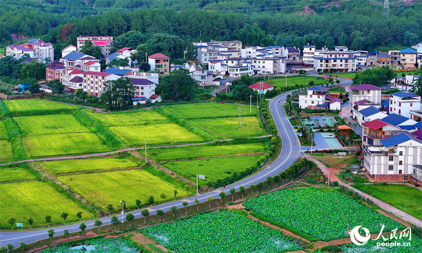 贛州市石城縣琴江鎮前江村，通村道路與村庄、農田、山巒、綠樹相映成趣，構成一幅路暢景美的畫卷。人民網 朱海鵬攝