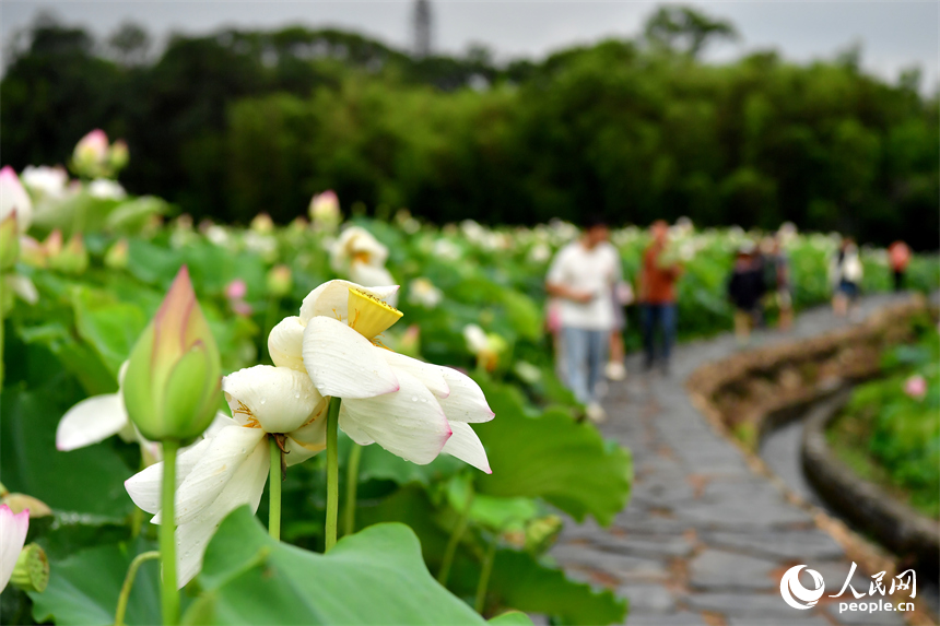 游客們在蓮池便道上賞花。人民網記者 時雨攝