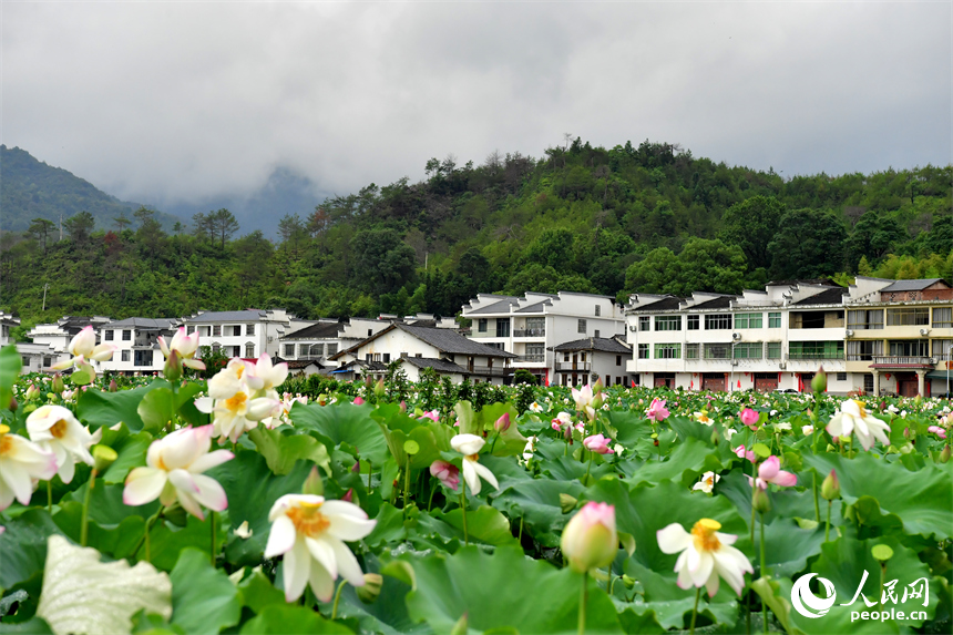 盛開的蓮花與白牆灰瓦的民居交相輝映。人民網記者 時雨攝