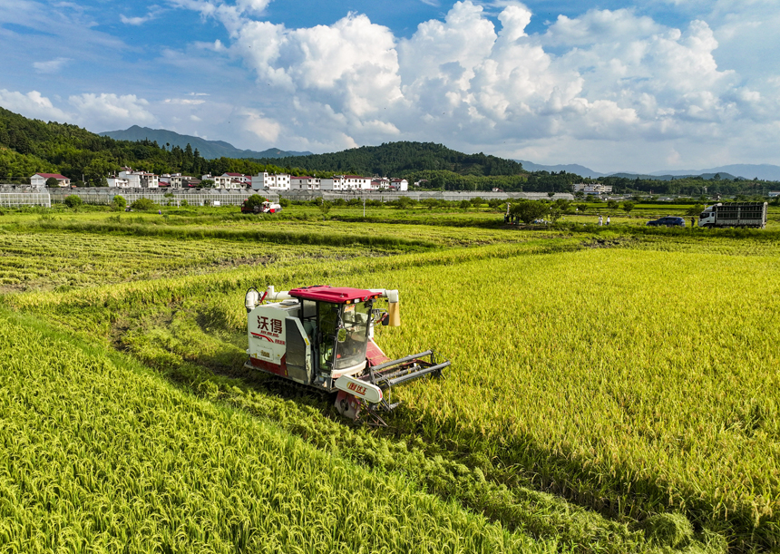 7月15日，江西省撫州市南豐縣太和鎮丹陽村，農機手駕駛收割機收割早稻。謝東攝