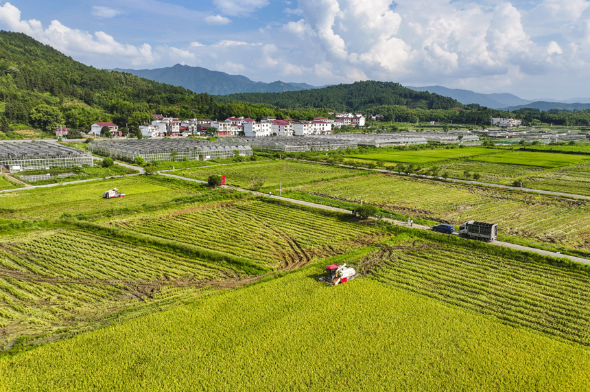 7月15日，江西省抚州市南丰县太和镇丹阳村，农机手驾驶收割机收割早稻。谢东摄