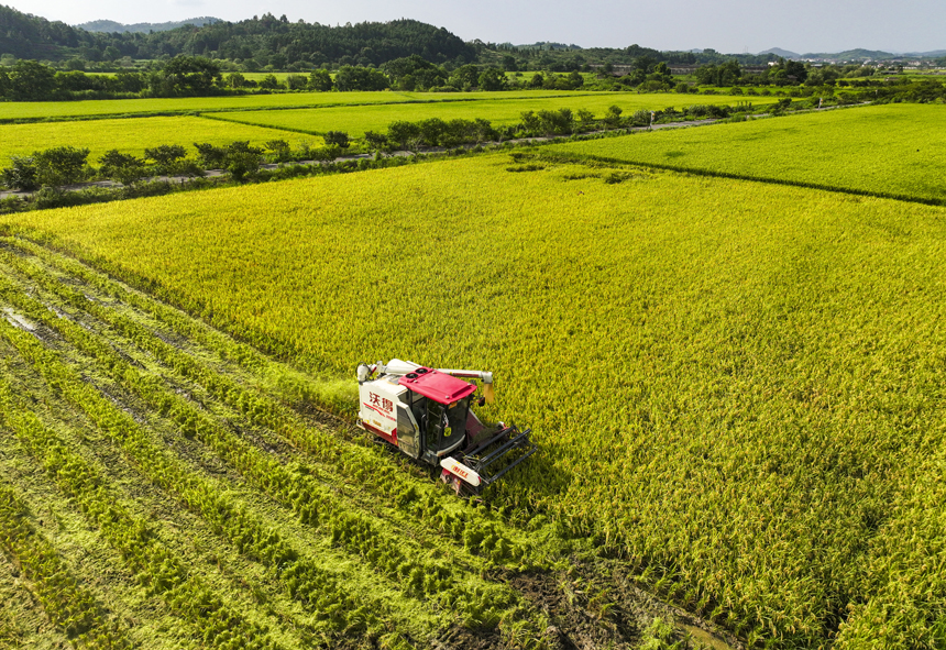 7月15日，江西省抚州市南丰县太和镇丹阳村，农机手驾驶收割机收割早稻。谢东摄