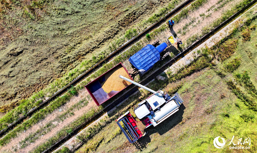 丰城市同田乡河口村，农机手开着收割机在收割早稻。人民网 朱海鹏摄
