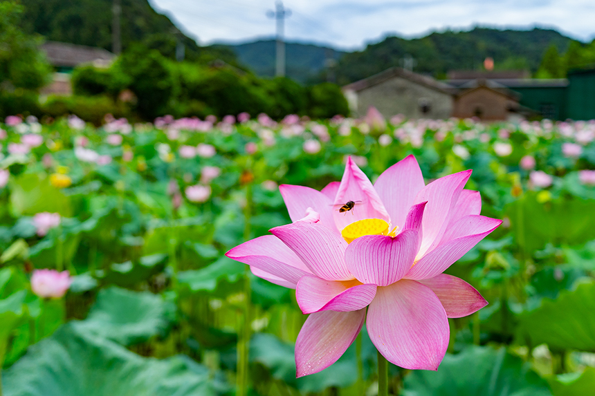 7月22日，江西省金溪县秀谷镇马街村委会符竹村荷花绽放。