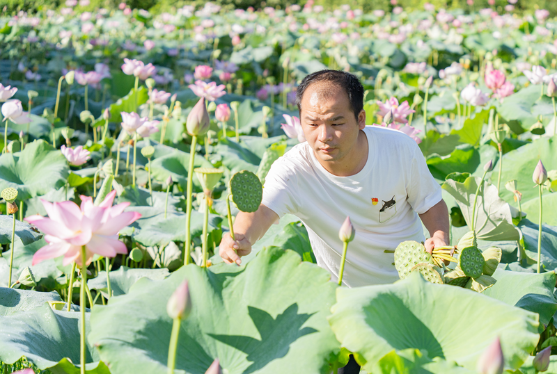志愿服务助夏收