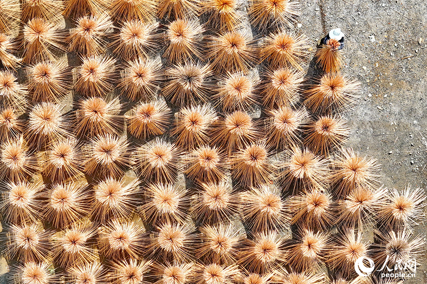 赣州市大余县黄龙镇大龙村毛竹加工基地，竹农在晒场晾晒毛竹。人民网 朱海鹏摄