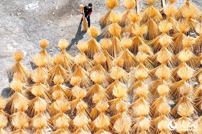 赣州市大余县黄龙镇大龙村毛竹加工基地，竹农在晒场晾晒毛竹。人民网 朱海鹏摄
