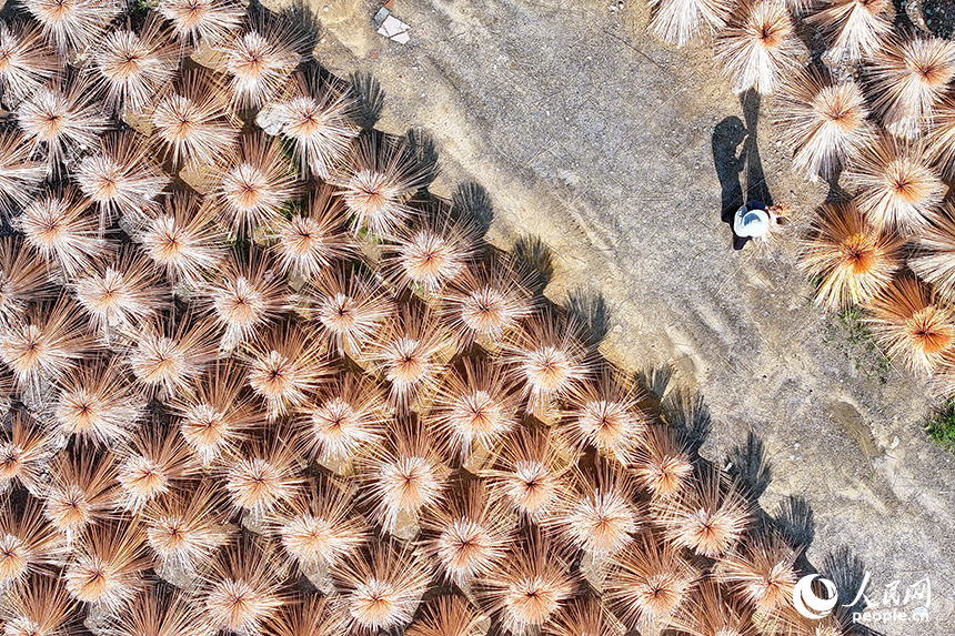 赣州市大余县黄龙镇大龙村毛竹加工基地，竹农在晒场晾晒毛竹。人民网 朱海鹏摄