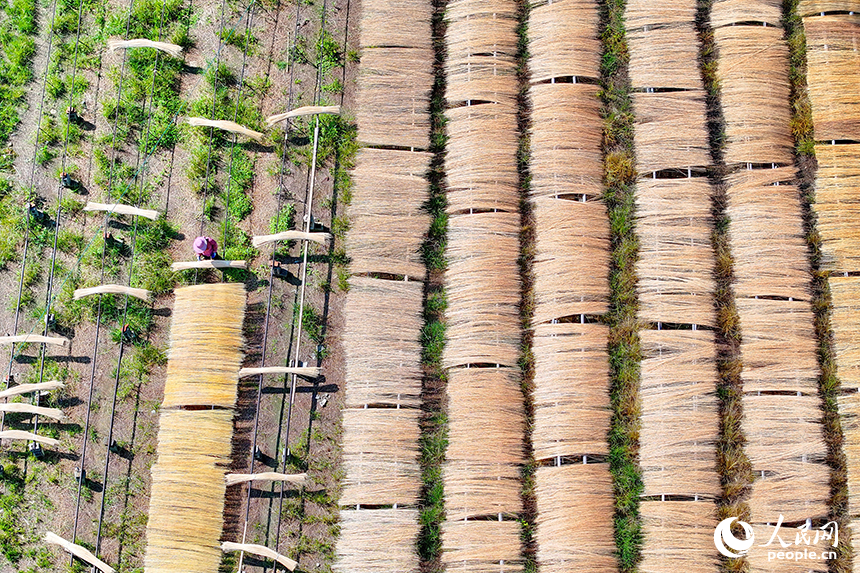 赣州市大余县黄龙镇大龙村毛竹加工基地，竹农在晒场晾晒毛竹。人民网 朱海鹏摄