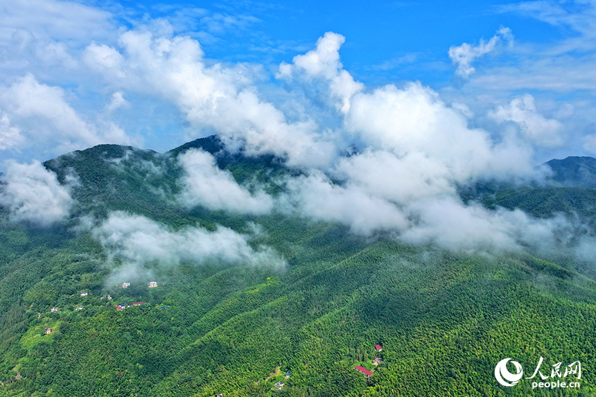 赣州市大余县黄龙镇大龙村，郁郁葱葱的毛竹林蔚为壮观。人民网 朱海鹏摄