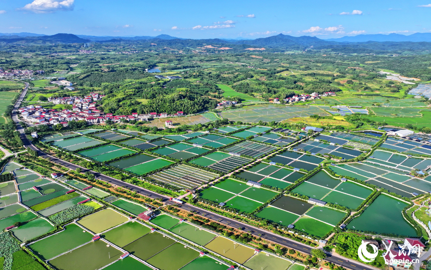 抚州市南丰县太和镇丹阳村，公路沿线的水产养殖塘星罗棋布、色彩斑斓，与周边农房、稻田、青山交相辉映。人民网 朱海鹏摄