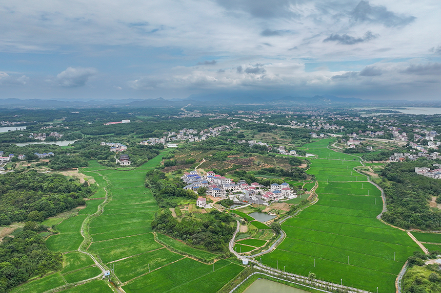 江西共青城市，廣袤的農村大地上一片綠意盎然，山清水秀，呈現出一派生機勃勃的景象。潘成攝