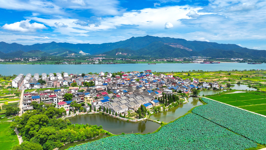 吉水县金滩镇双元村，蓝天白云下，秋日荷塘碧叶连天，勾勒出一幅和谐共生的田园画卷。廖敏摄